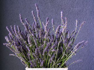 Descubre las Mejores Fragancias para Perfumar tus Espacios, Raymundo Avalos Robles Raymundo Avalos Robles Other spaces