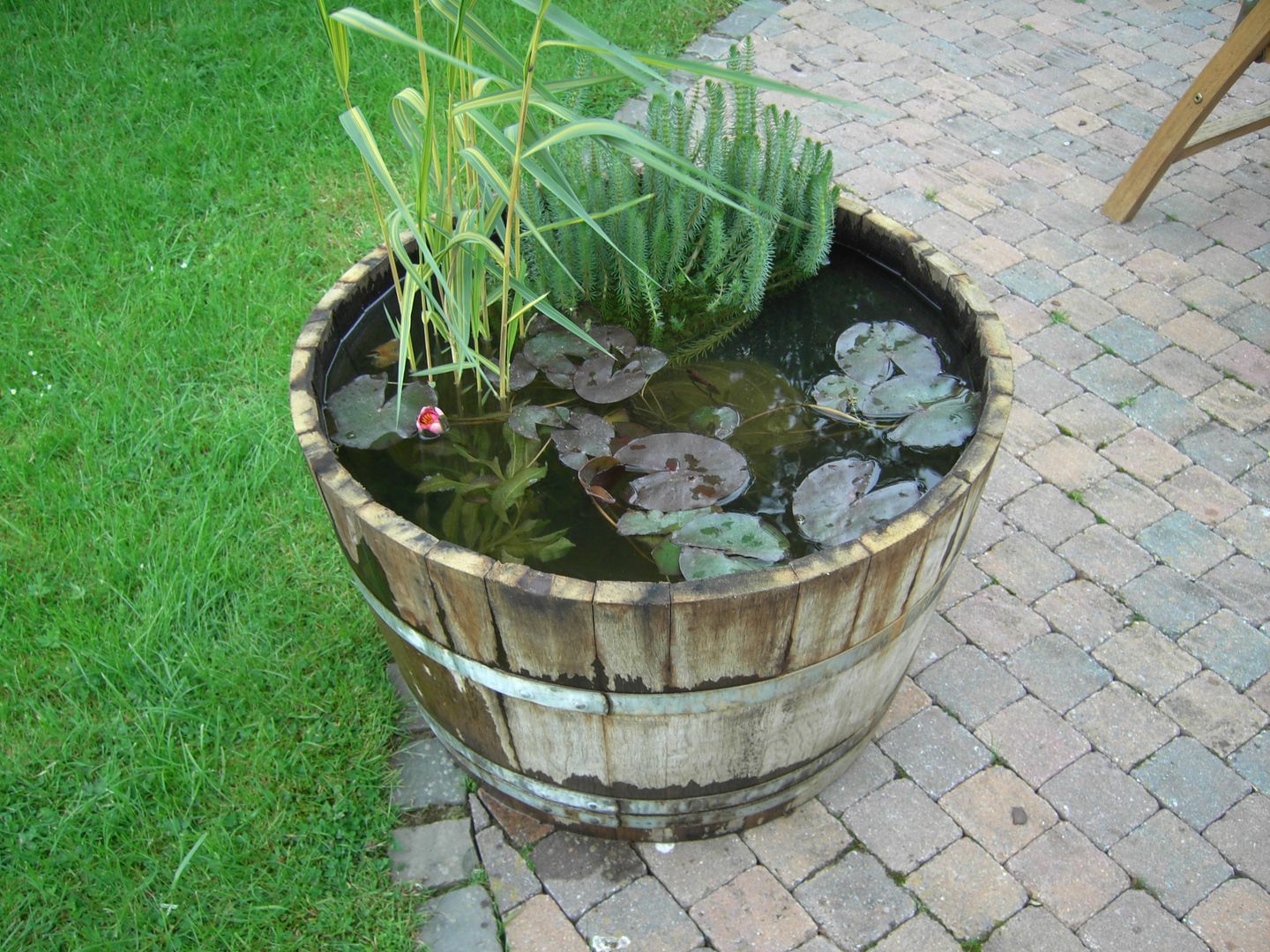 Weinfaß homify Modern Garden Swim baths & ponds